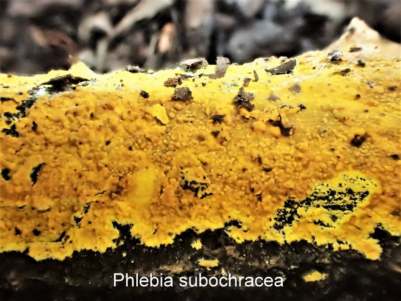 Phlebia subochracea-amf1425.jpg - Phlebia subochracea ; Syn: Phlebia danica ; Non français: Phlébie plus ou moins ocre